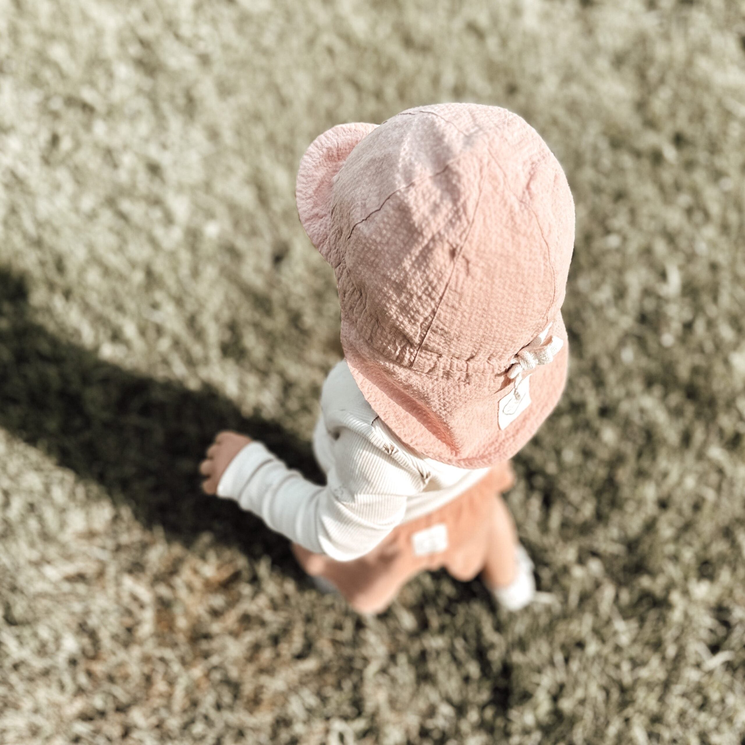 Organic Sonnenhut dusty rose